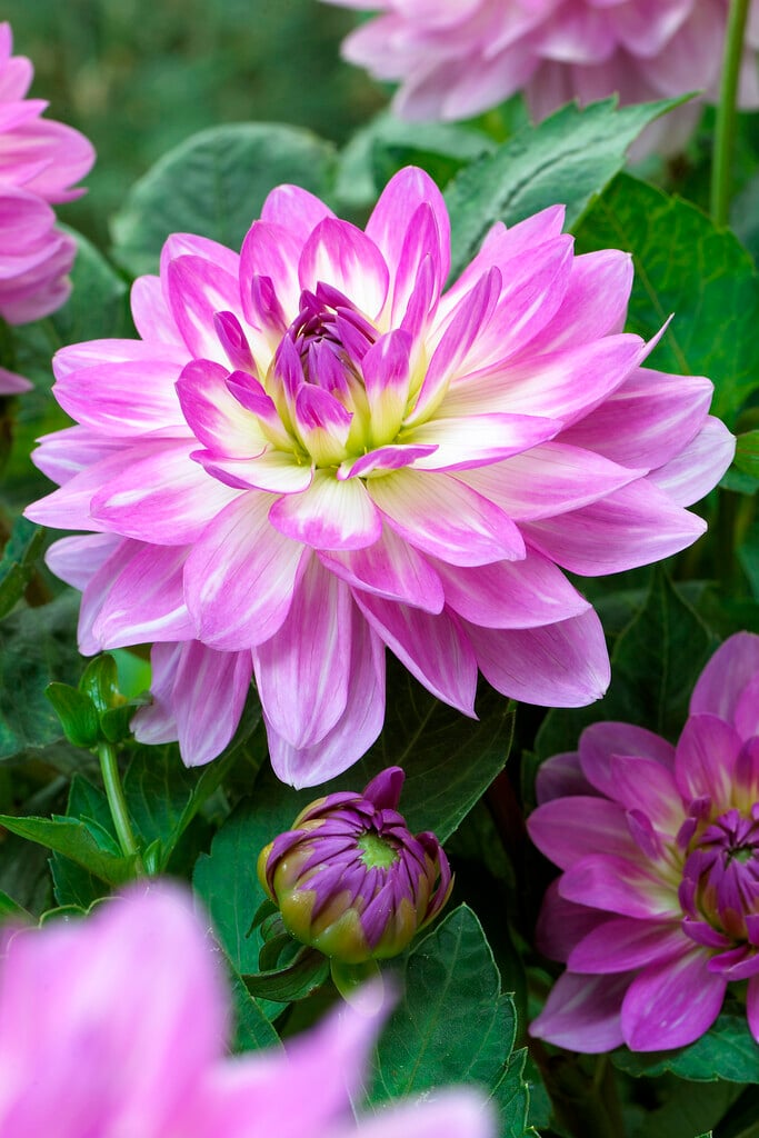 dahlia 'Bitsy'