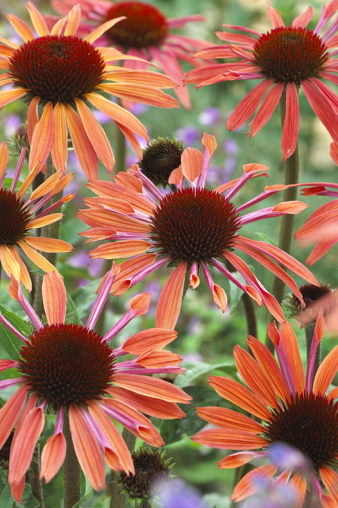coneflower 'Sunset'