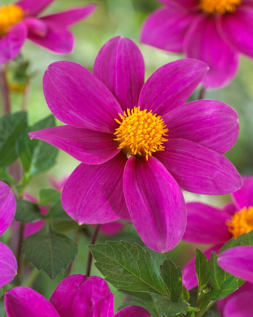 dahlia 'Mies'