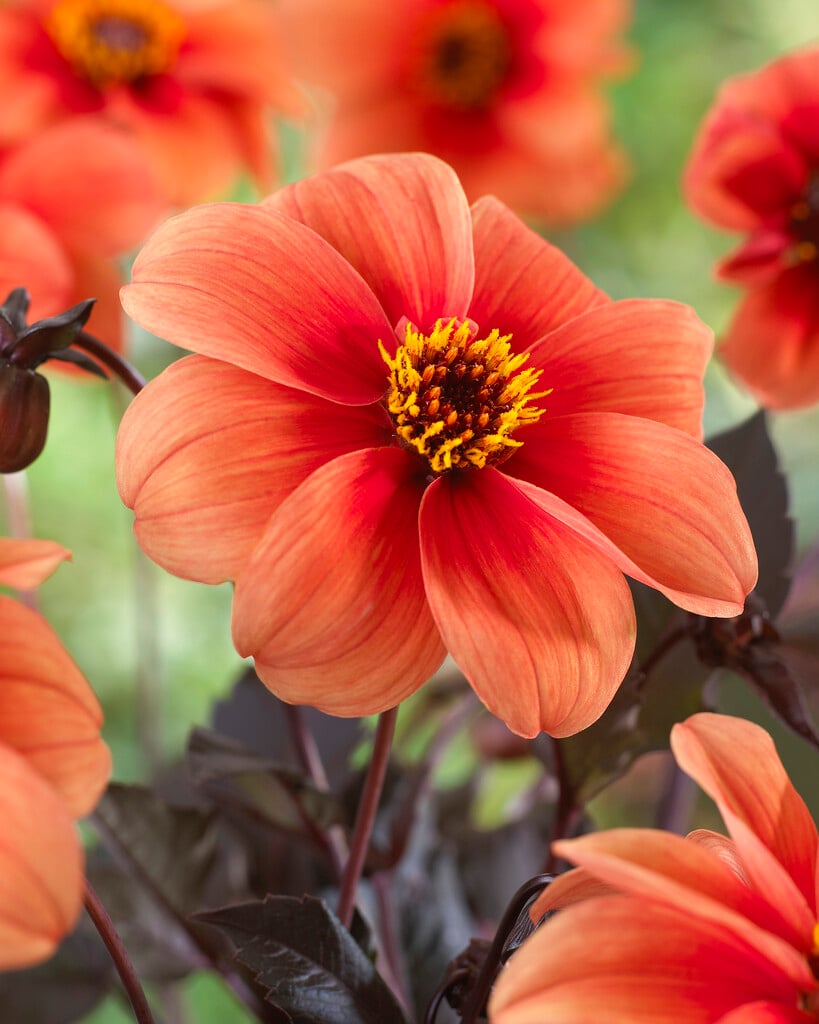 dahlia 'Catherine Deneuve'