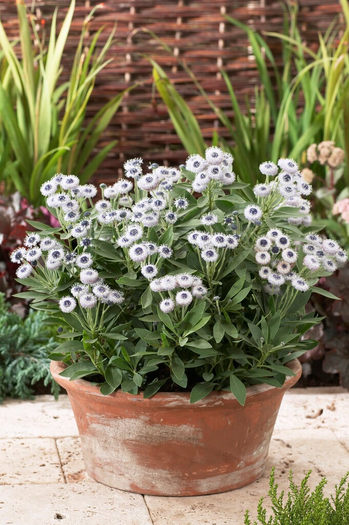 <i>Globularia</i> <i>meridionalis</i> 'Blue Eyes'