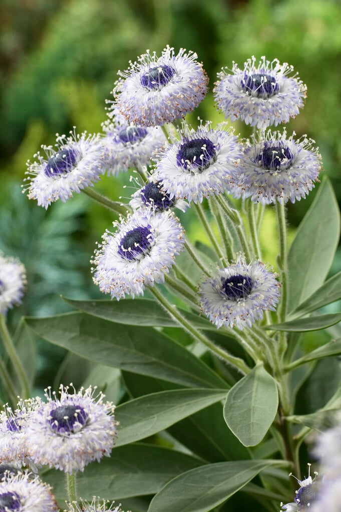 <i>Globularia</i> <i>meridionalis</i> 'Blue Eyes'