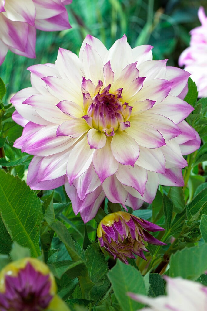 dahlia 'Ferncliff Illusion'