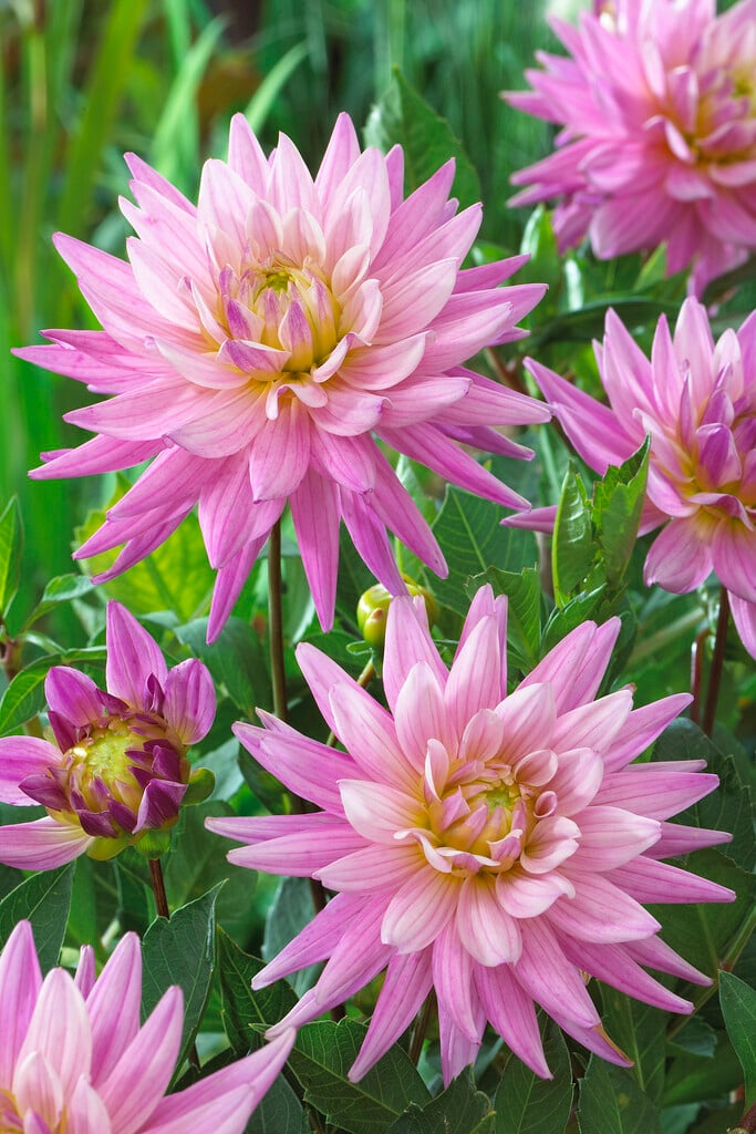 dahlia 'Karma Pink Corona'