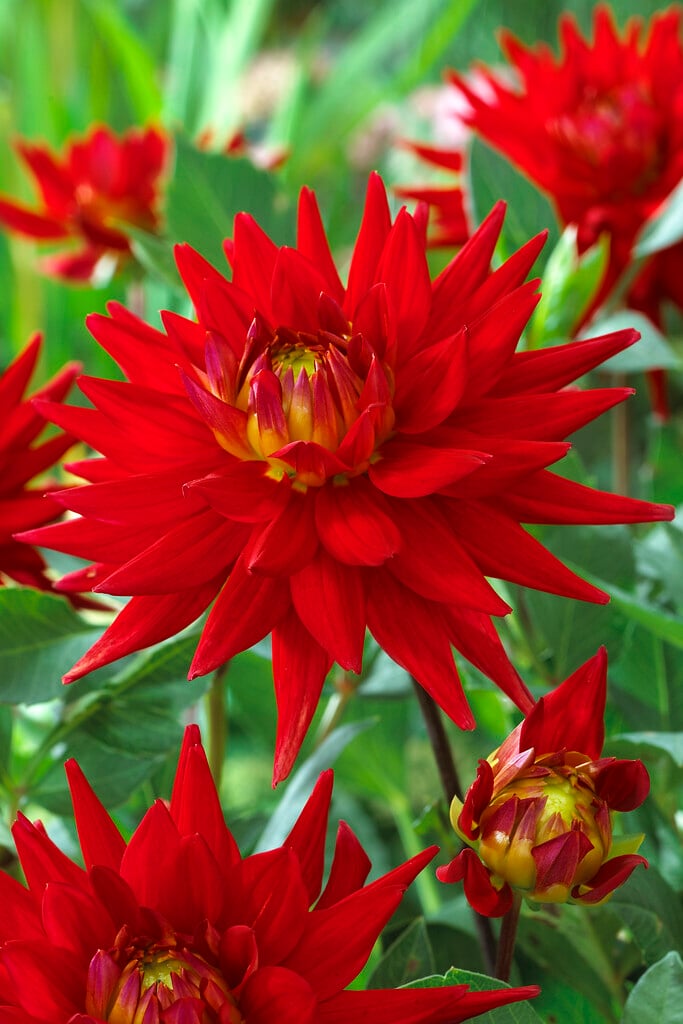 dahlia 'Karma Red Corona'