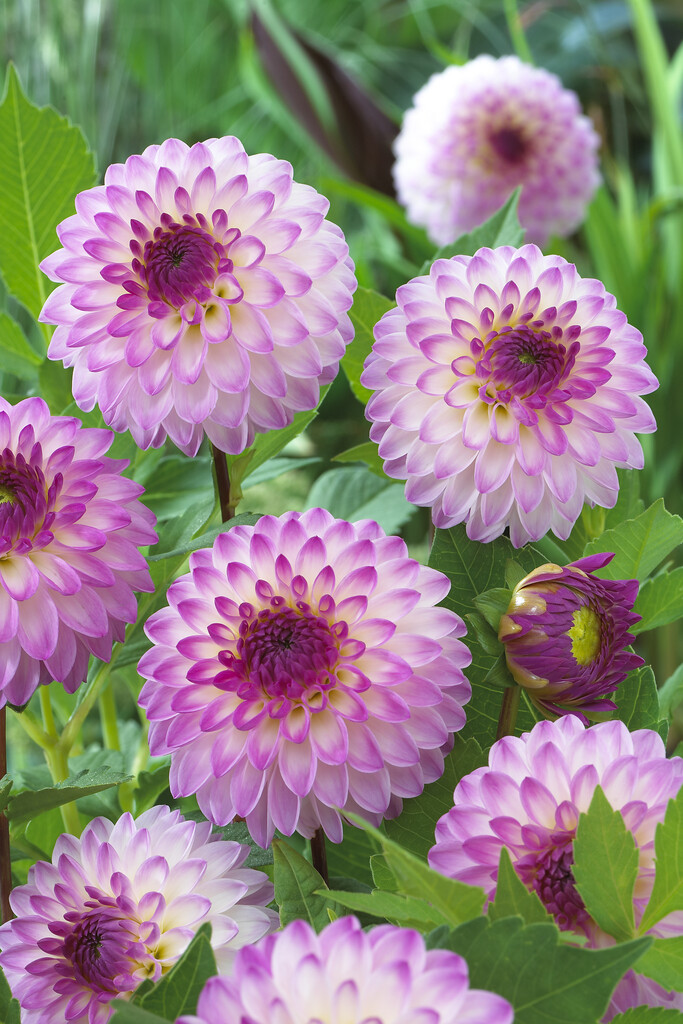 <i>Dahlia</i> 'Martina' (D)