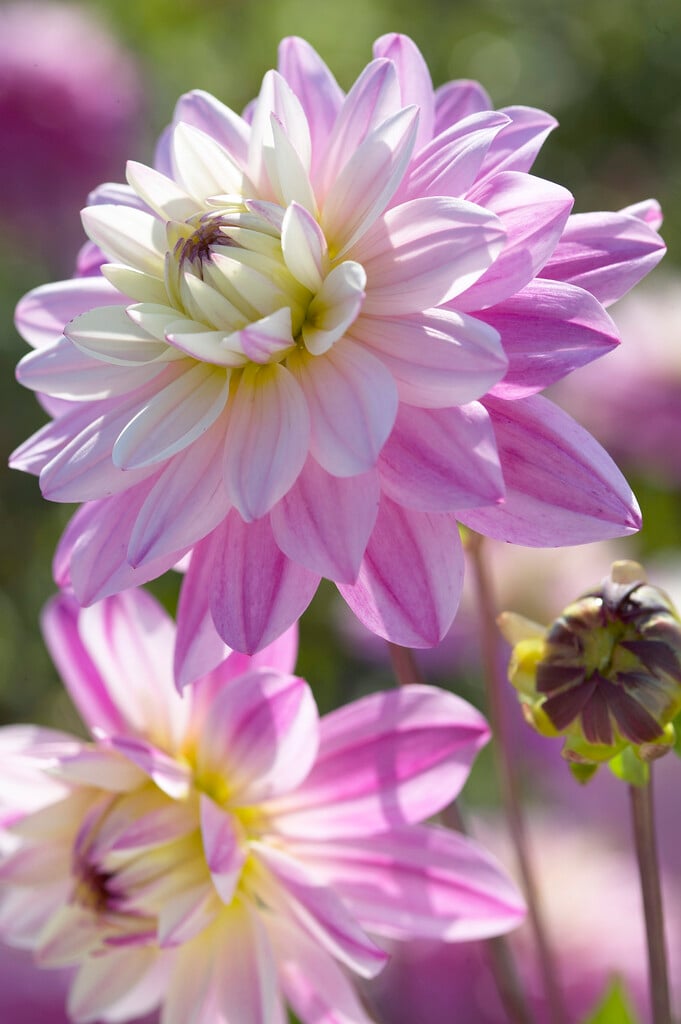 <i>Dahlia</i> 'Luka Johanna' (WL)
