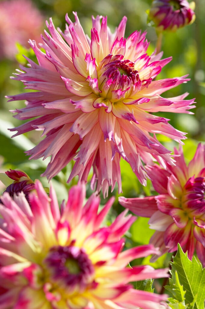 dahlia 'Nenekazi'
