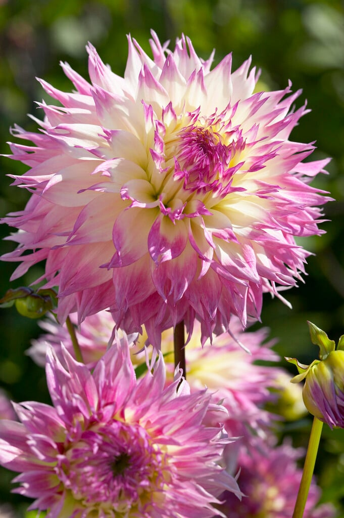 <i>Dahlia</i> 'Pinelands Princess' (Fim)