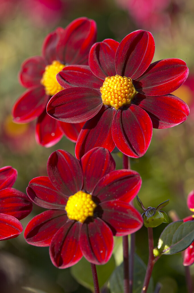 dahlia 'Topmix Purple'