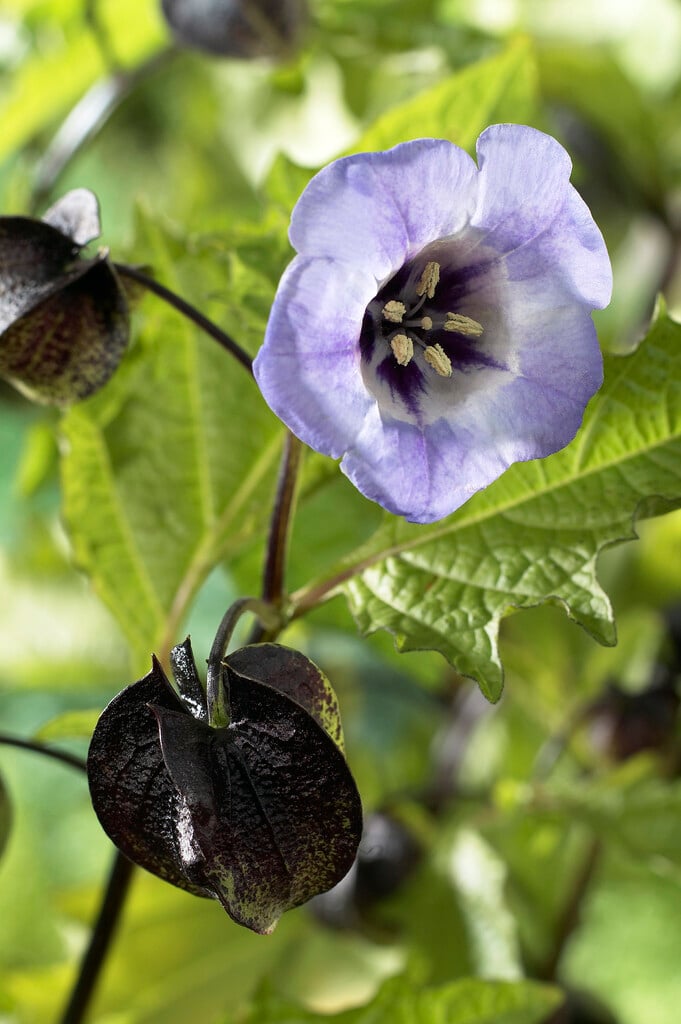 apple of Peru 'Violacea'