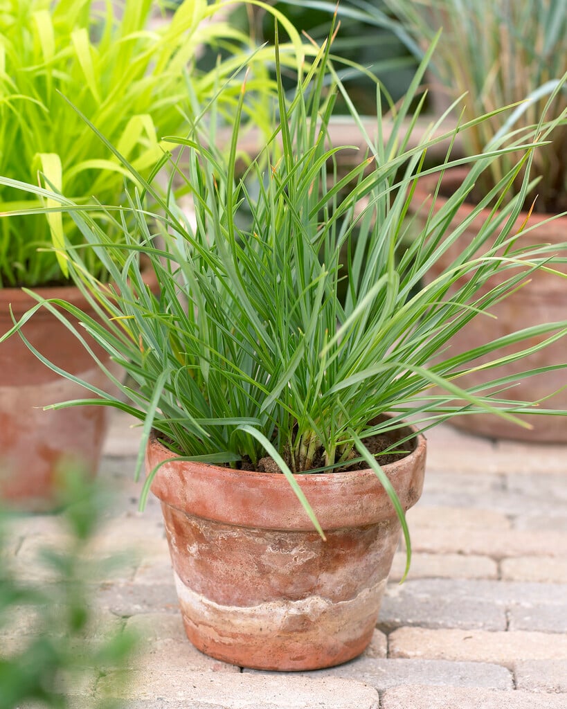 Balkan blue grass