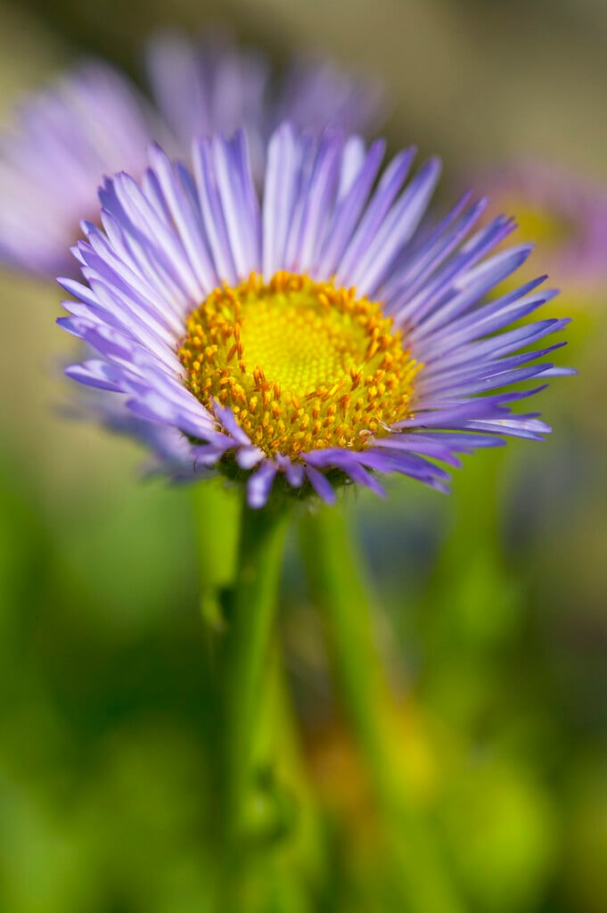 <i>Erigeron</i> <i>leiomerus</i>