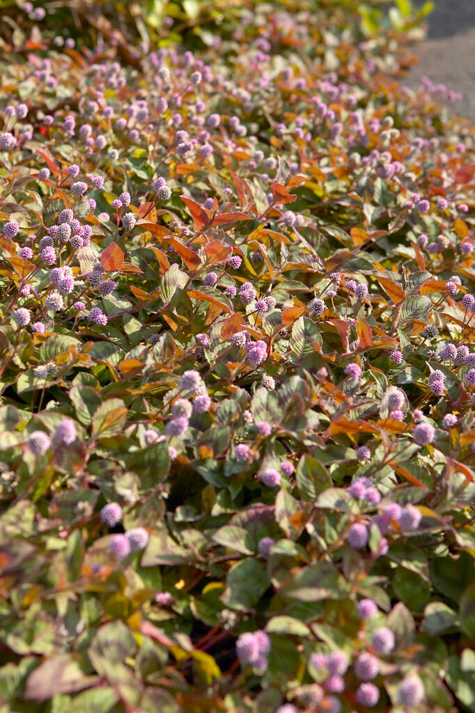 common knotgrass