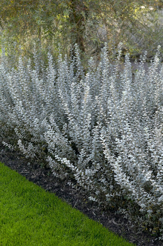 creeping willow