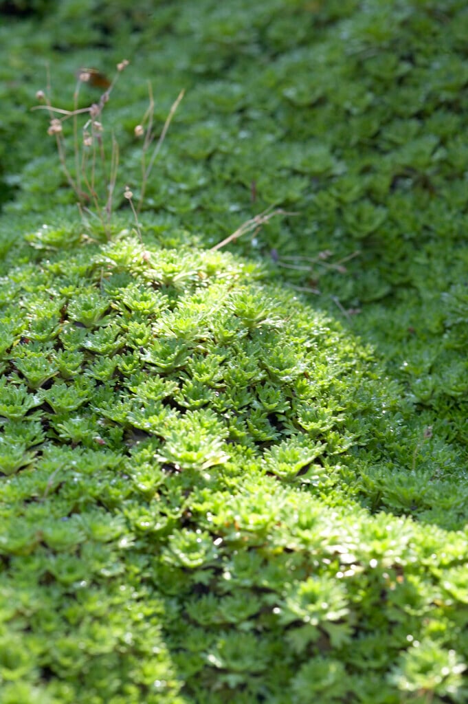 Catalan saxifrage
