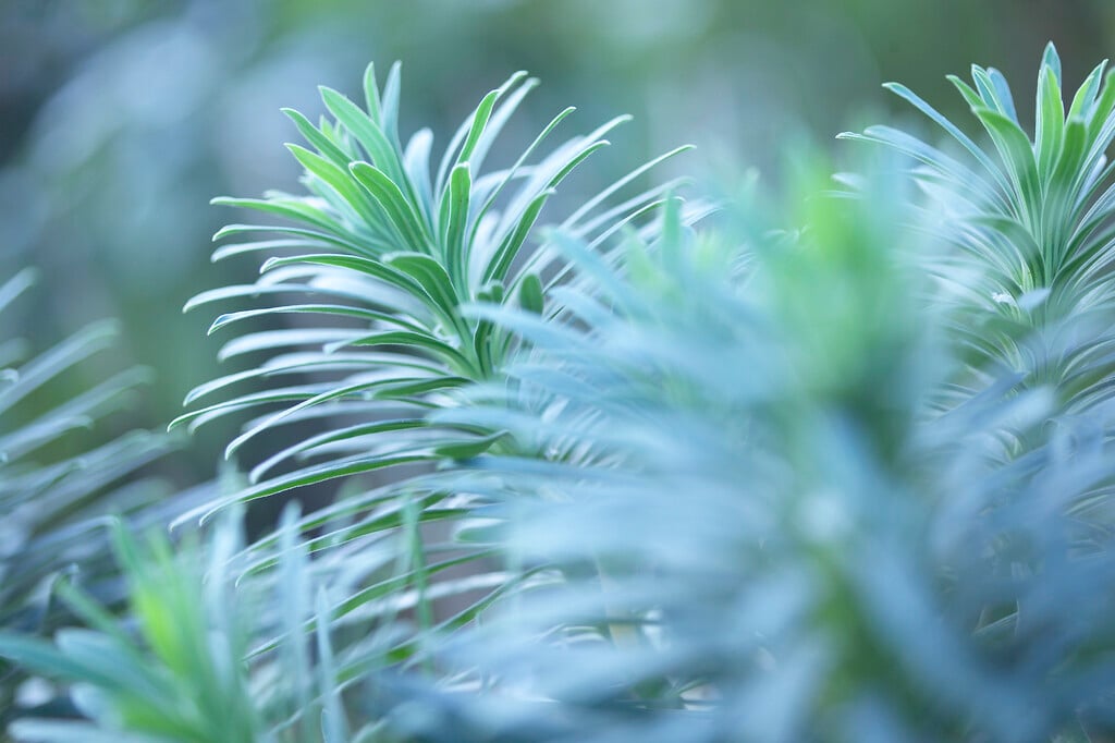 <i>Euphorbia</i> <i>glauca</i>