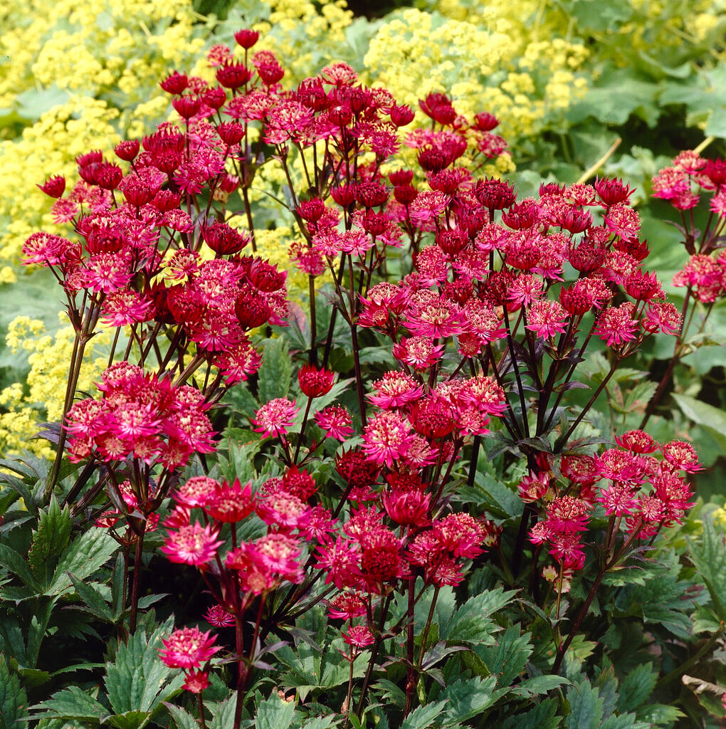 <i>Astrantia</i> 'Dark Shiny Eyes'