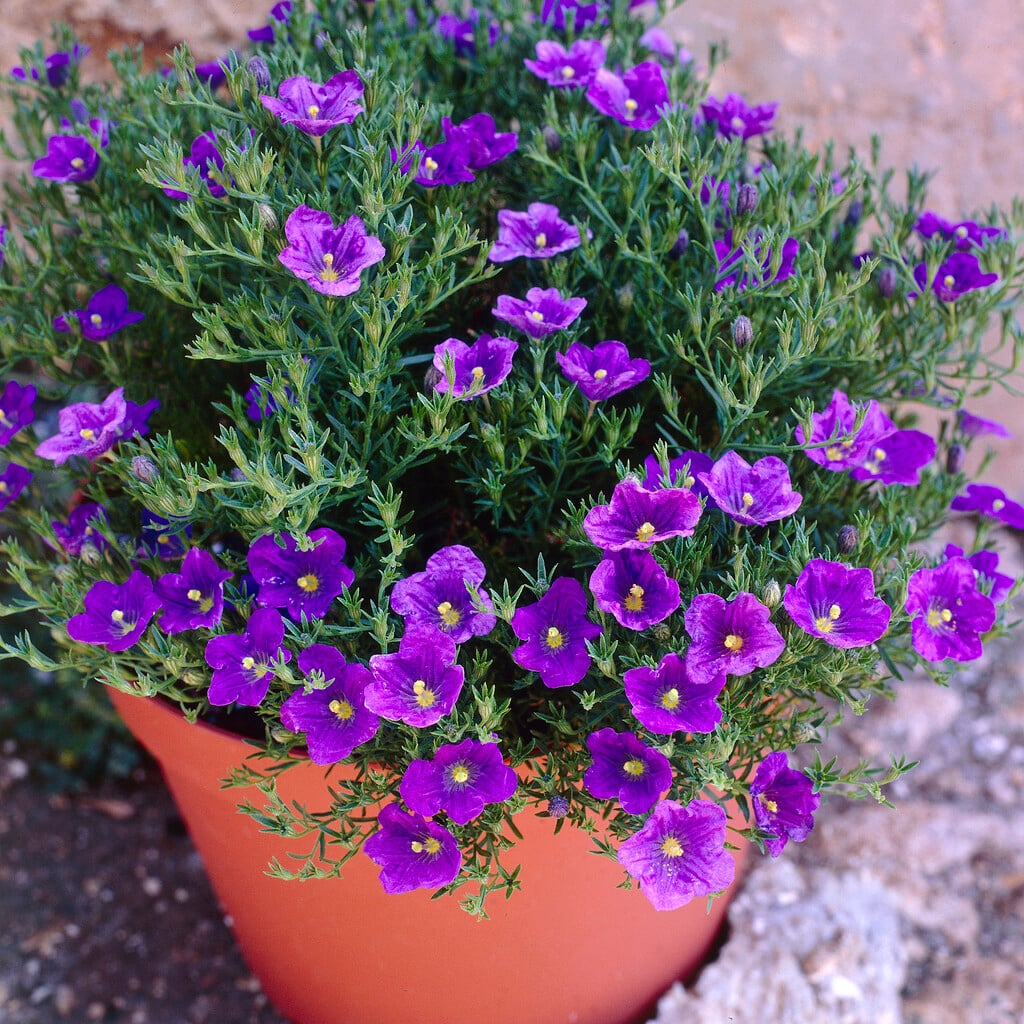 trailing cup flower