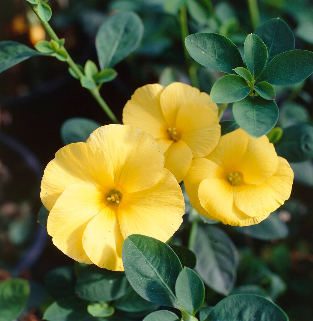yellow flax