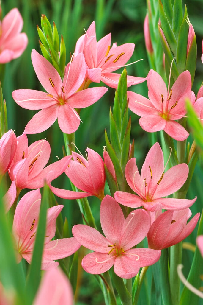 crimson flag lily 'Fenland Daybreak'