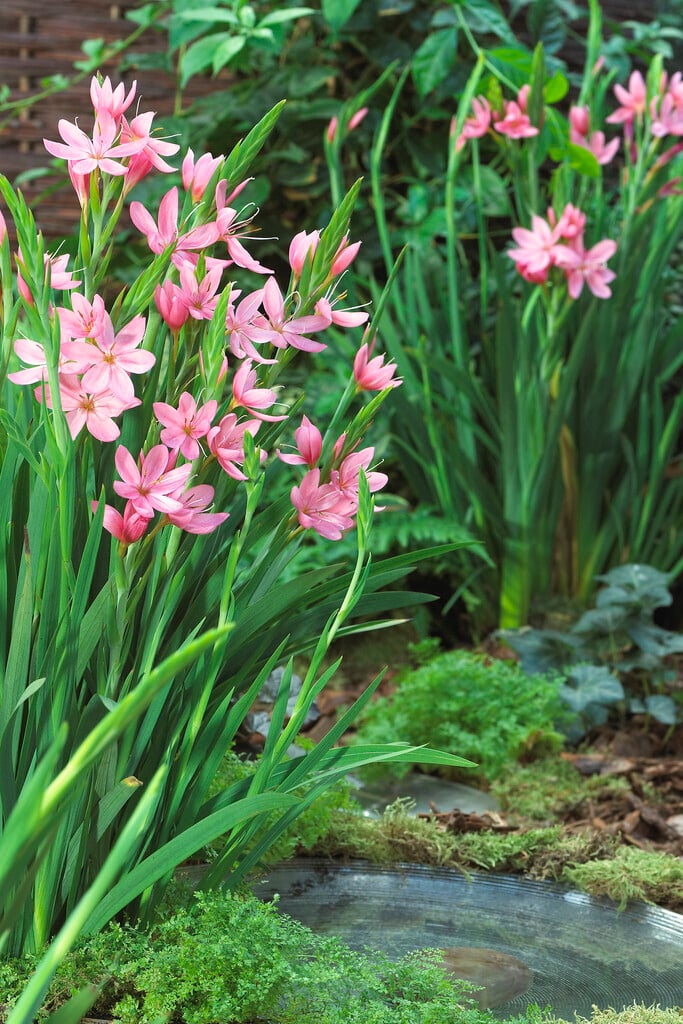 crimson flag lily 'Fenland Daybreak'