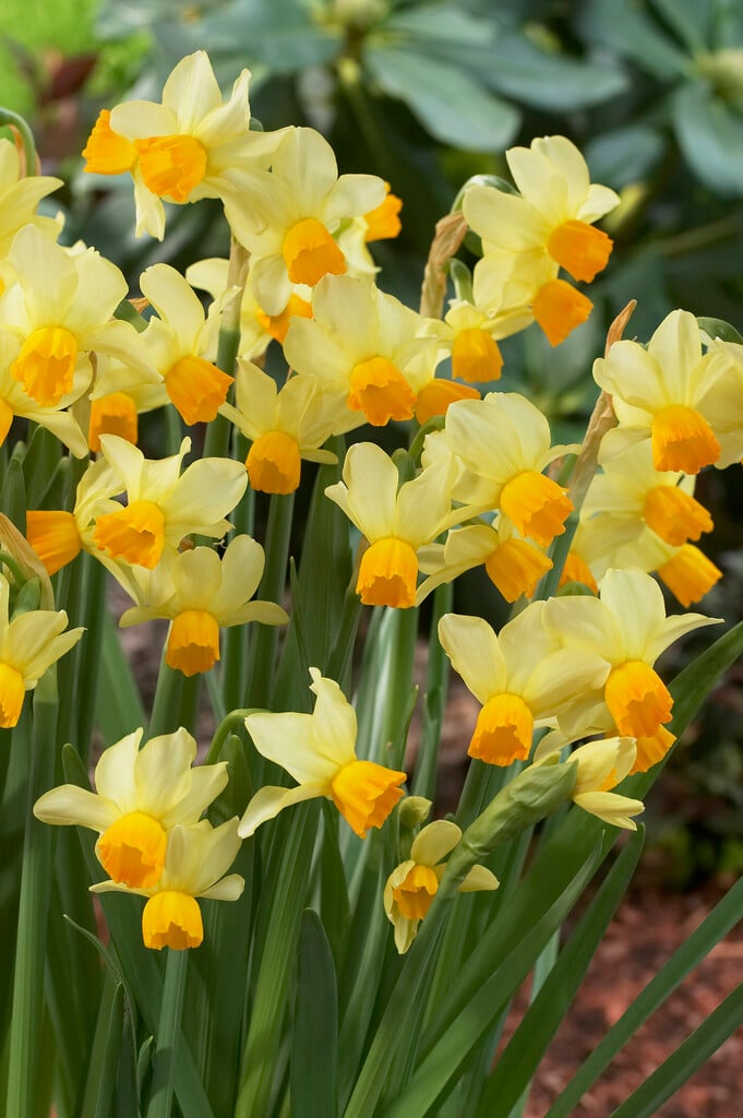 Narcissus &Eaton Song& (12) | daffodil &Eaton Song& Bulbs/RHS Gardening