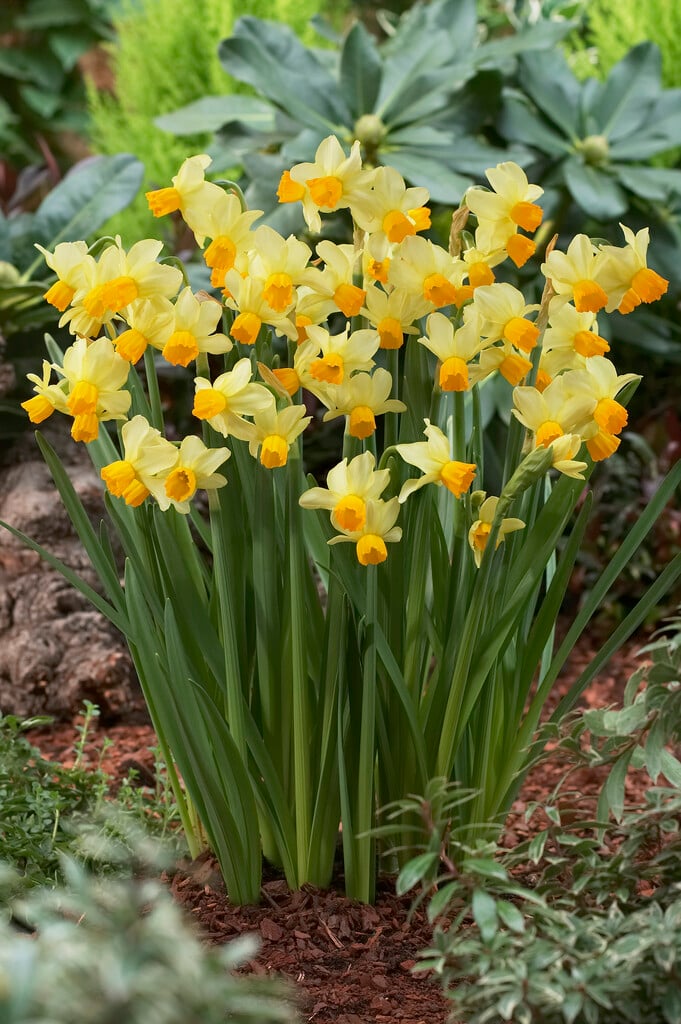 daffodil 'Eaton Song'