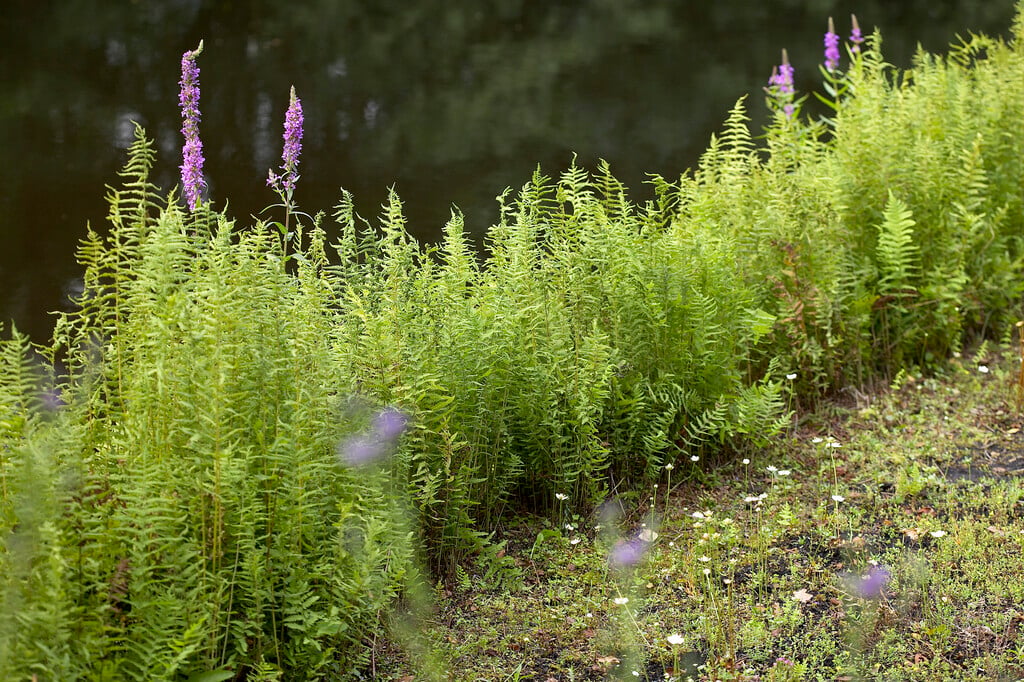 marsh fern