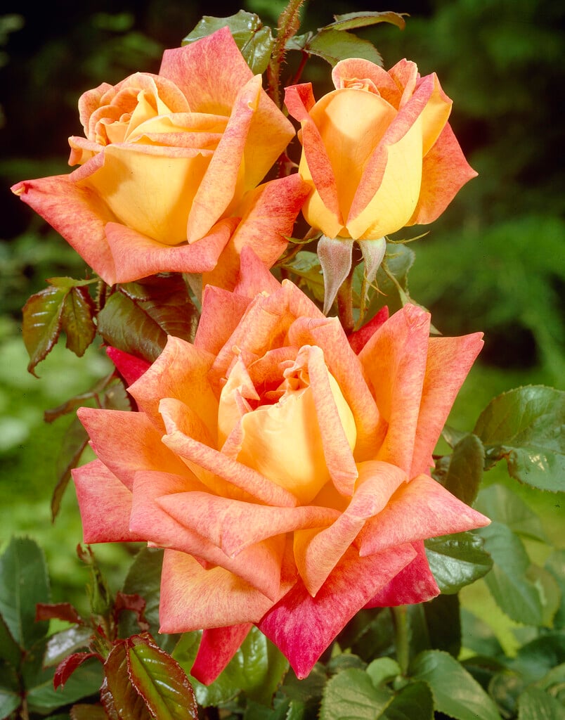 rose [Chicago Peace]