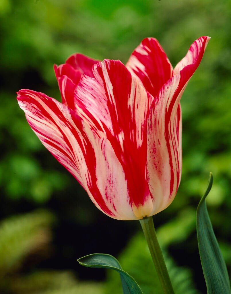 tulip 'Zomerschoon'
