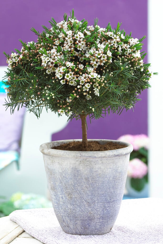 Geraldton waxflower