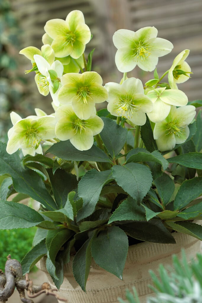 hellebore  'White Beauty'