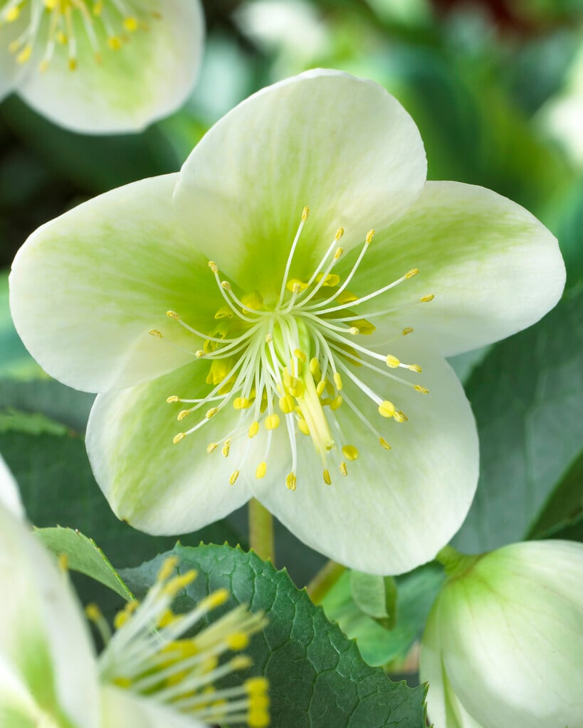hellebore  'White Beauty'
