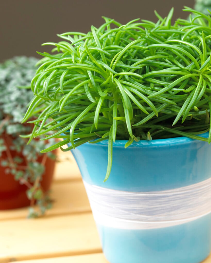 <i>Senecio</i> <i>barbertonicus</i>