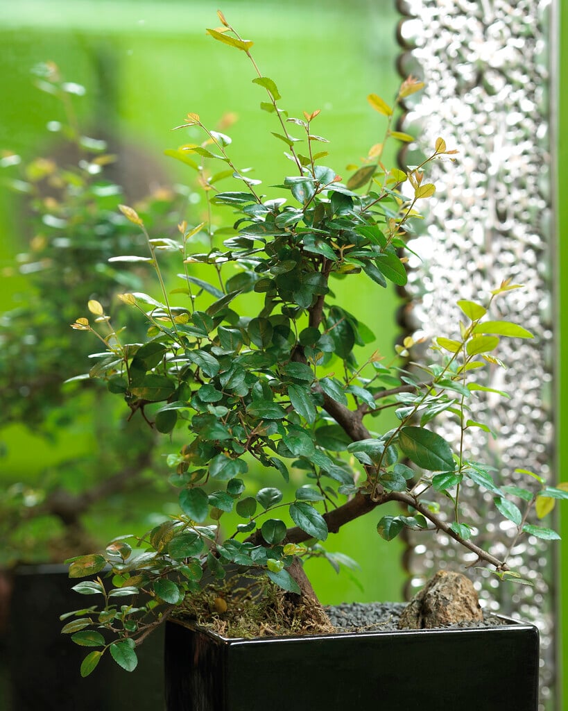 <i>Sageretia</i> <i>thea</i>