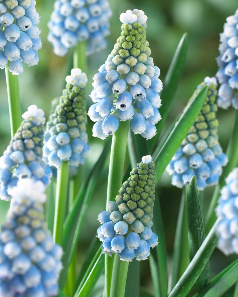 grape hyacinth 'Ocean Magic'
