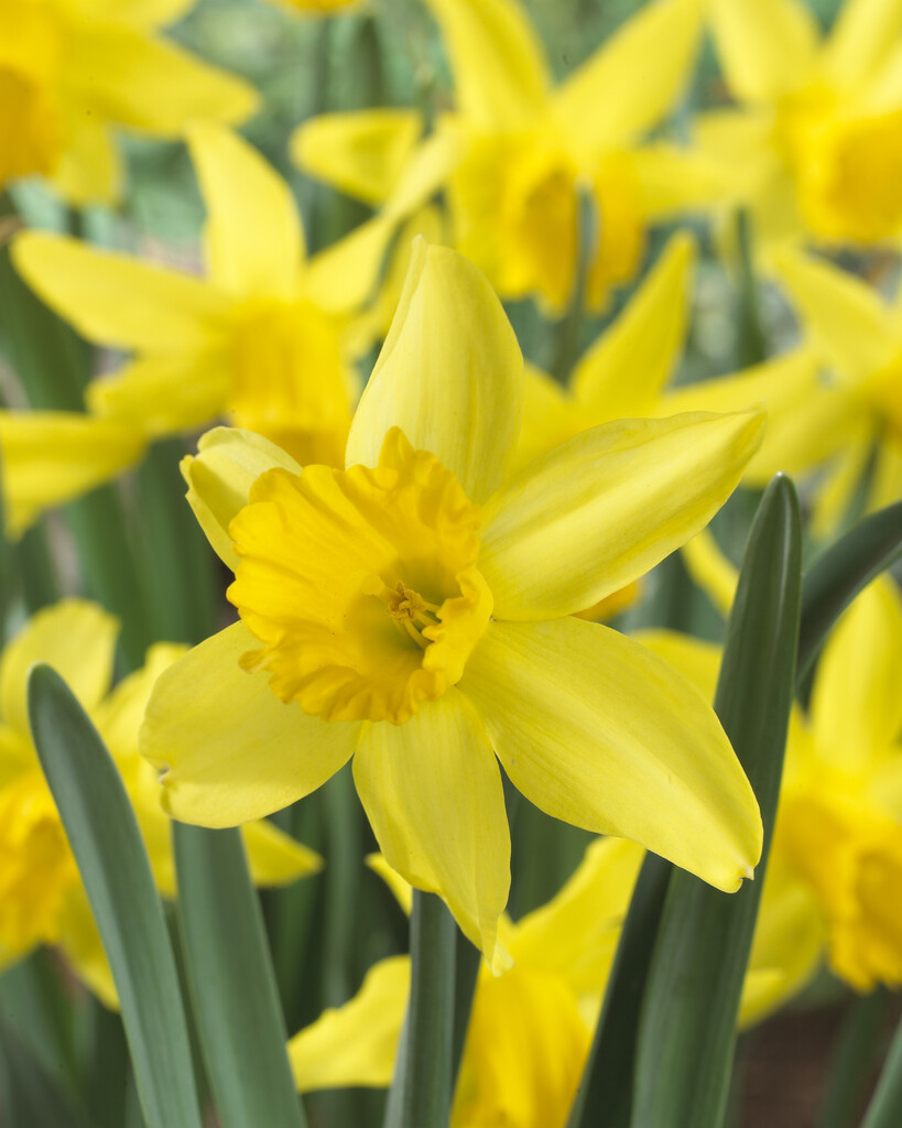 Daffodils / RHS Gardening