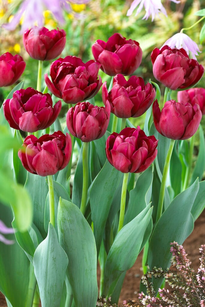 tulip 'Antraciet'