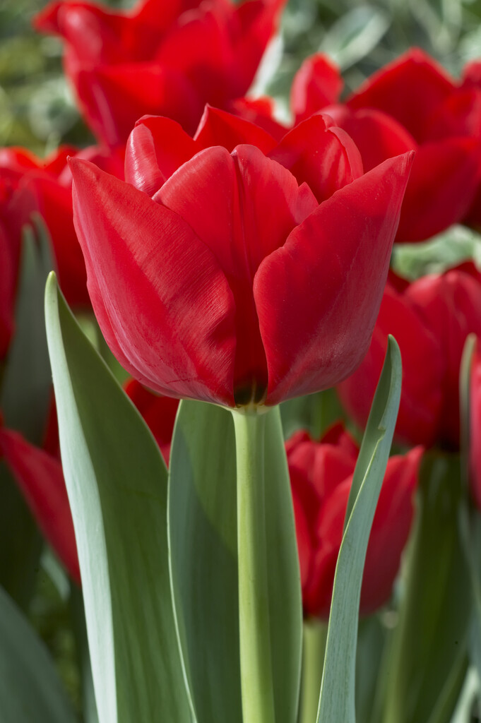 tulip 'Ben van Zanten'