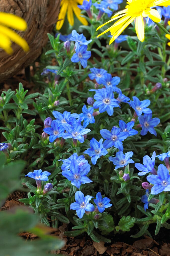 purple gromwell