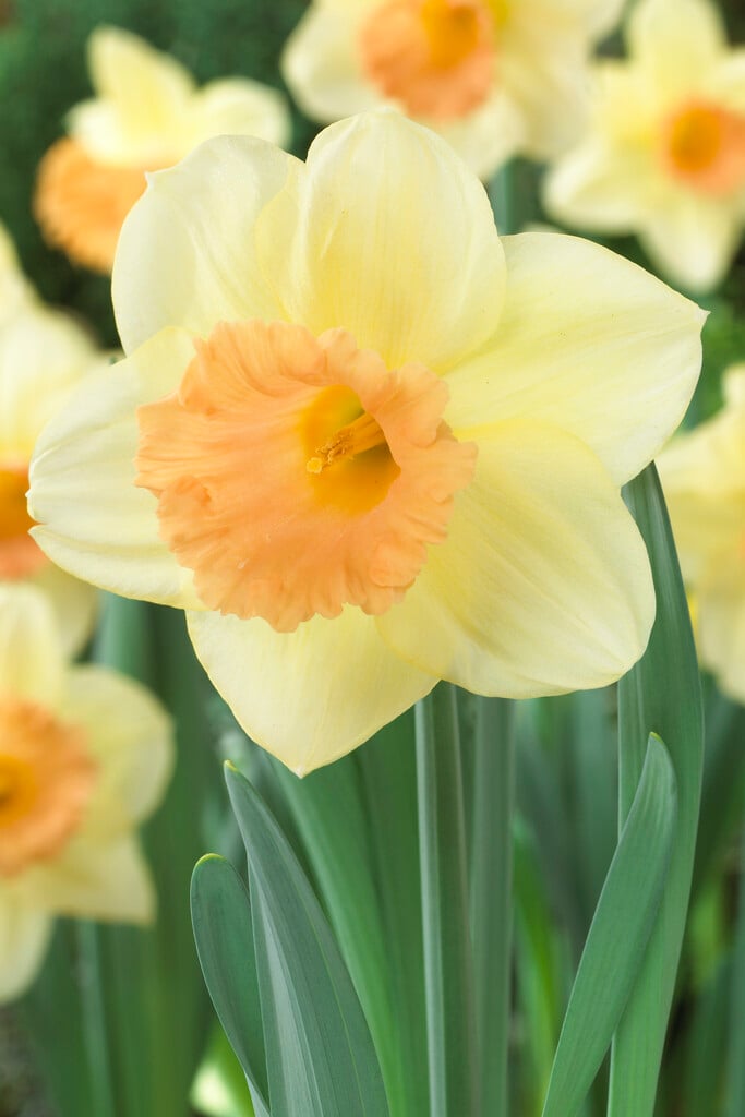 daffodil 'Sagitta'