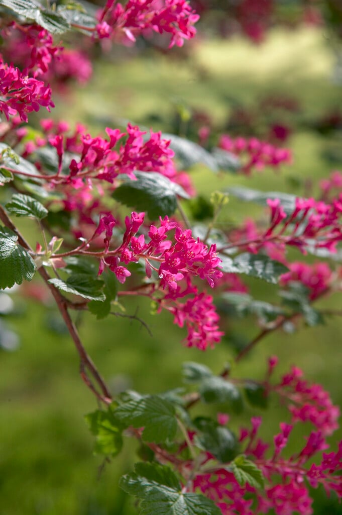 <i>Ribes</i> <i>sanguineum</i> 'Atrorubens'