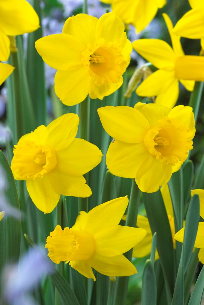 daffodil 'The Alliance'