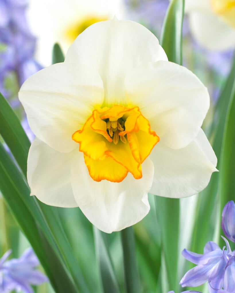 chalice cup narcissus