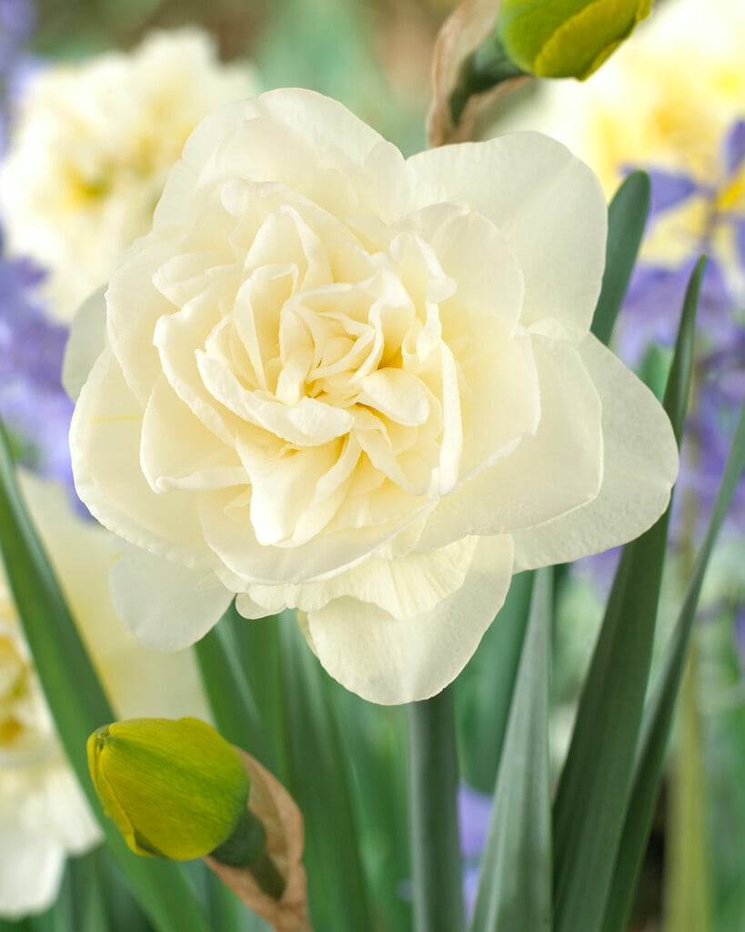 daffodil 'Obdam'