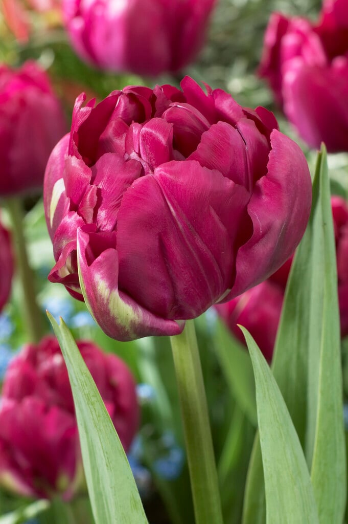 tulip 'Royal Acres'