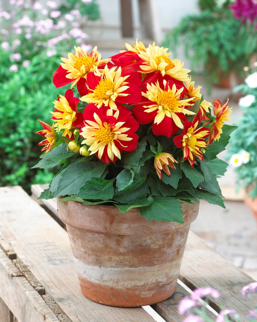 dahlia [Goldalia Scarlet]