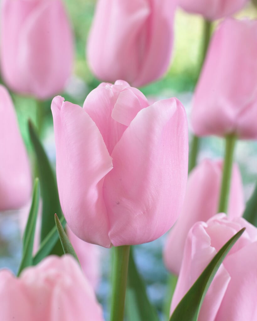 tulip 'Pink Diamond'