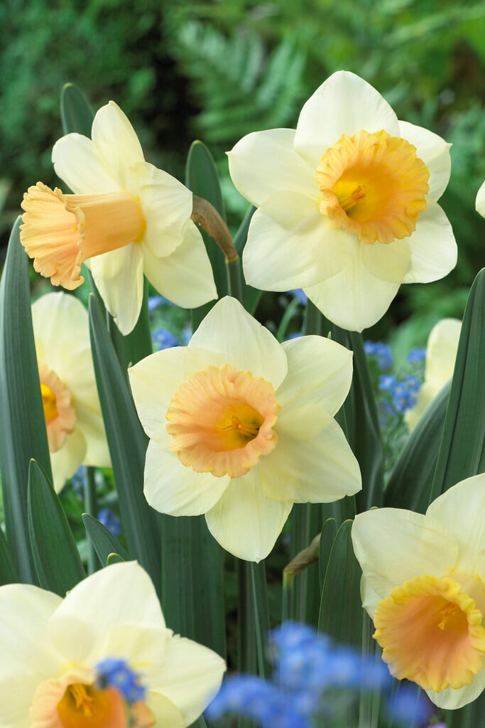 <i>Narcissus</i> 'Fidelity' (1)